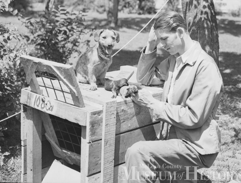 U.S. Army veteran Dwight Pierceall of Normal, Dog Bella, and two puppies