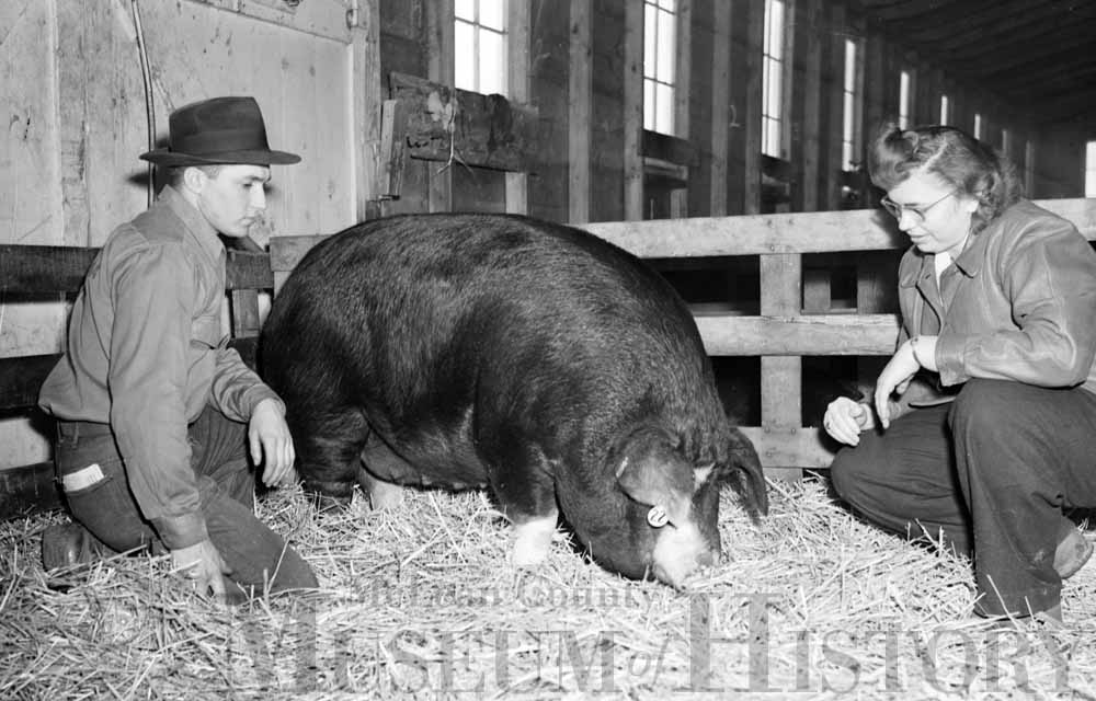 Thelma Thomas and her brother Glenn examine her grand champion gilt at the Illinois State Normal University Farm.