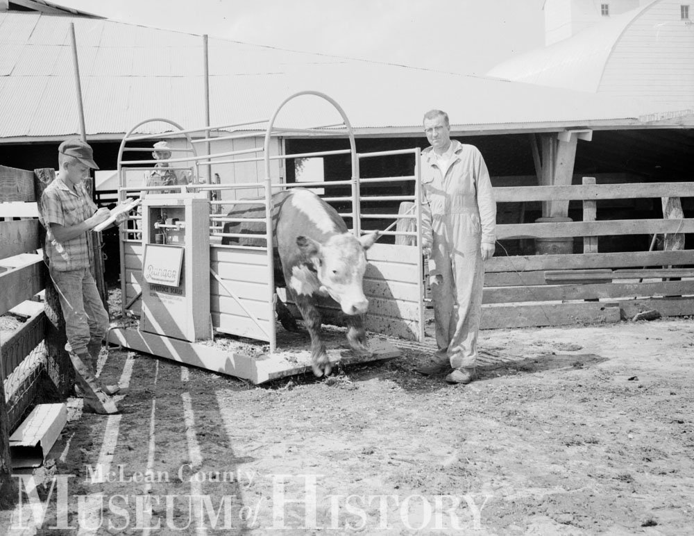 Cattle farming, 1957.